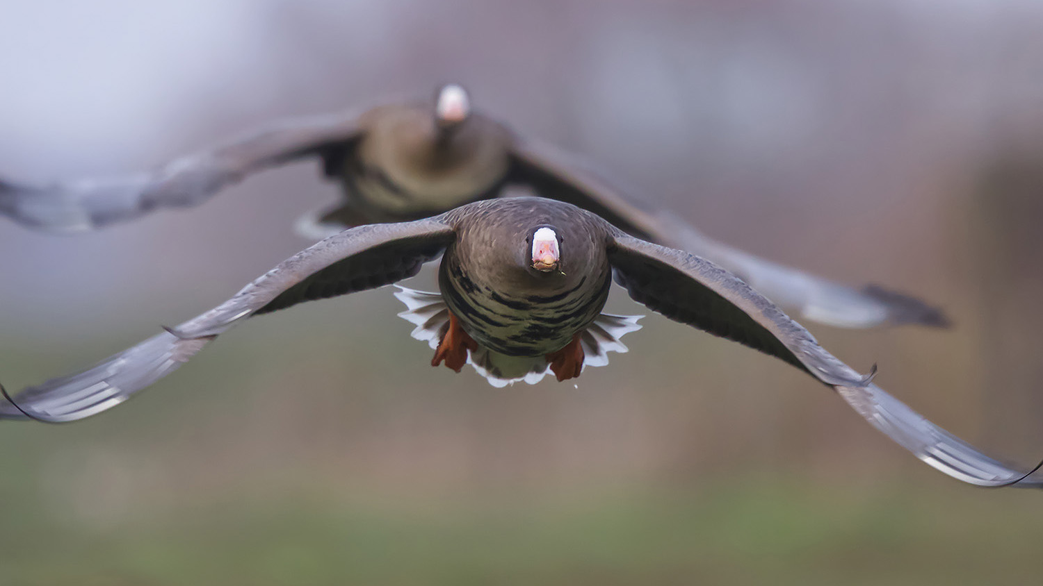 Blaessgaense im Frontalanflug _MG_0500 HGlader