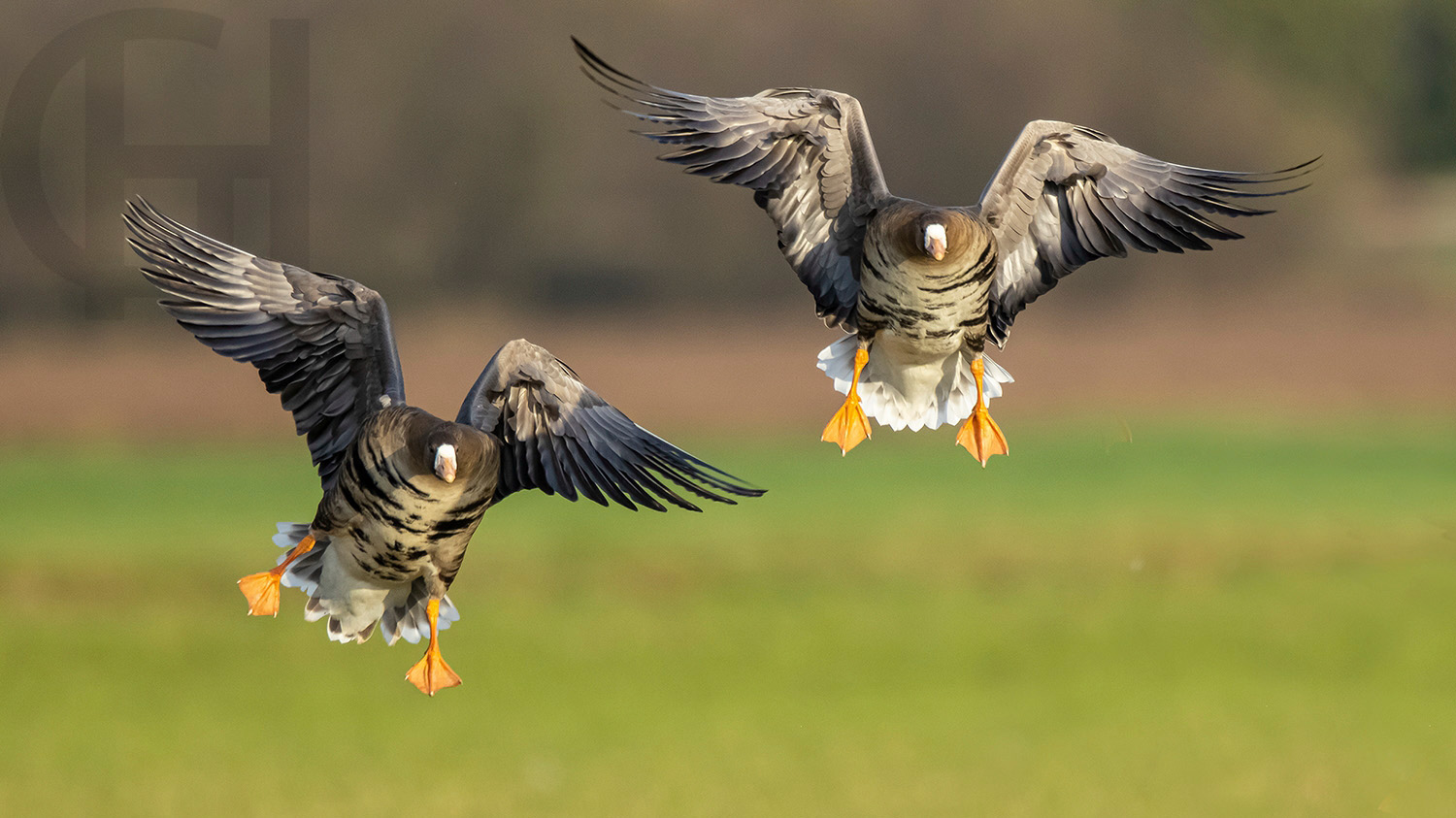 Blaessgaense im Landeanflug-_J7A9034-HGlader Kopie