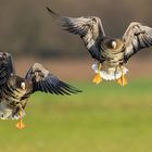 Blaessgaense im Landeanflug-_J7A9034-HGlader Kopie