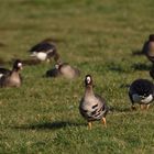 Blässgänse im Schärfeverlauf