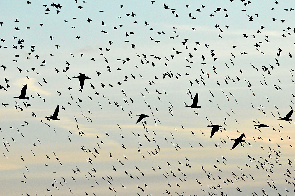 Blässgänse im Staren – Regen