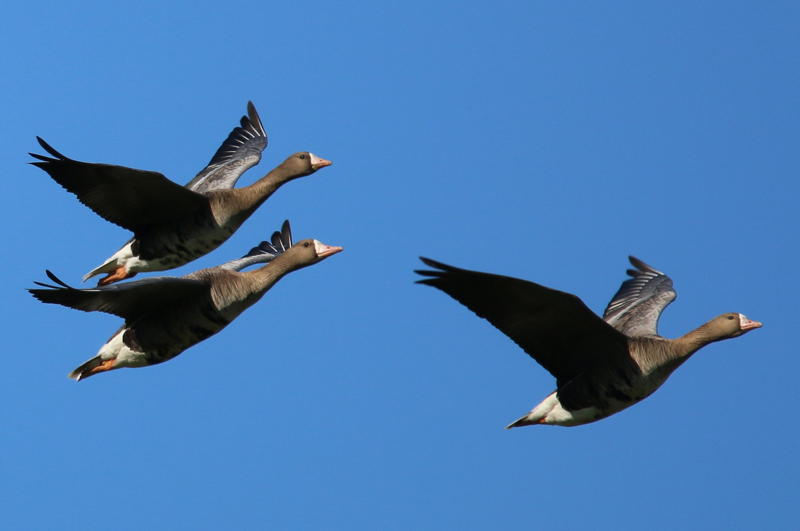 Bläßgänse im Überflug