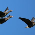 Bläßgänse im Überflug