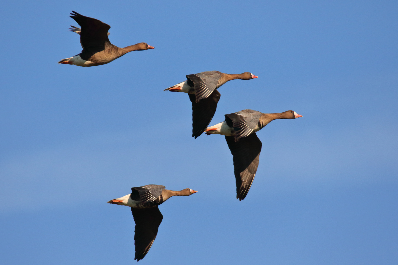 Blässgänse im Vorbeiflug