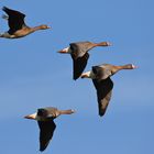 Blässgänse im Vorbeiflug