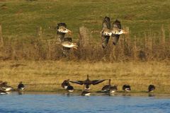 Blässgänse landen auf der Flutmulde