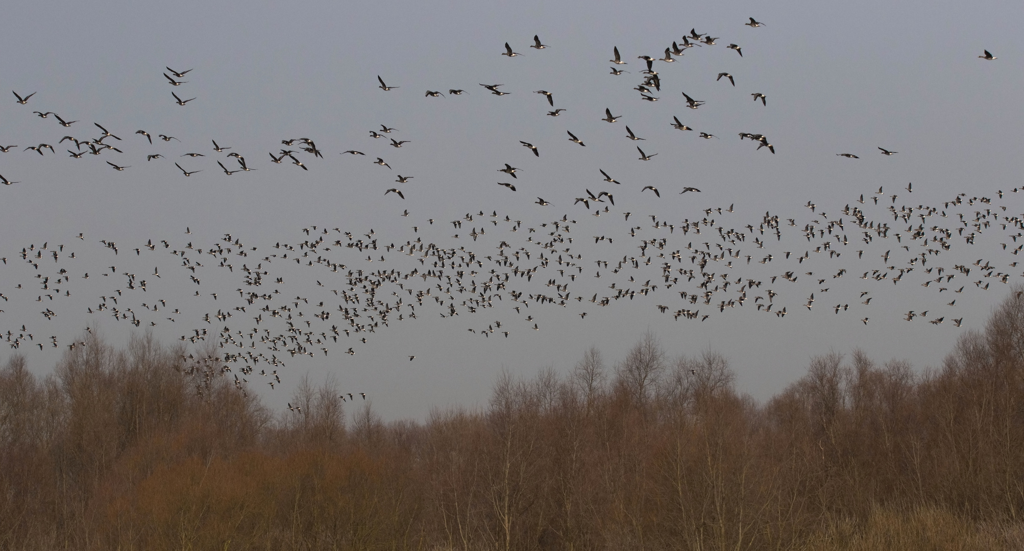 Blässgänse über dem Niederrhein