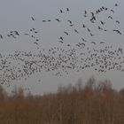 Blässgänse über dem Niederrhein