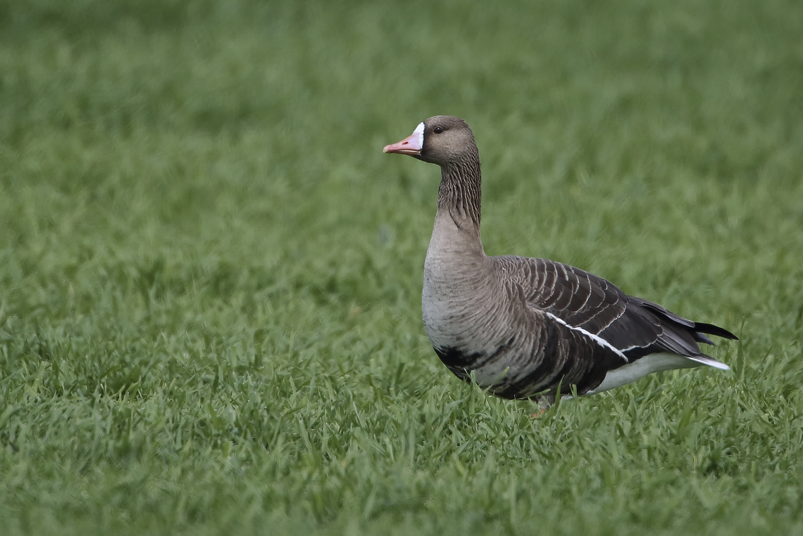 Bläßgans-Altvogel