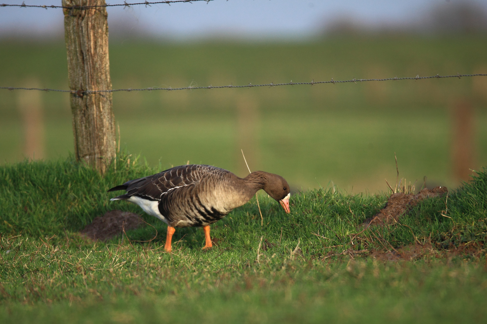 Blässgans am Niederrhein