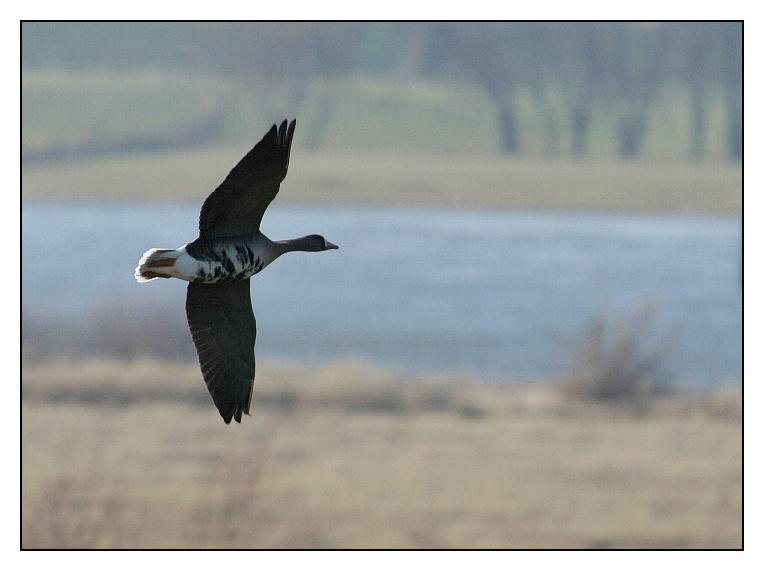 Blässgans am Niederrhein (bei Bislich, Nähe Xanten)