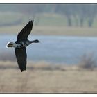 Blässgans am Niederrhein (bei Bislich, Nähe Xanten)