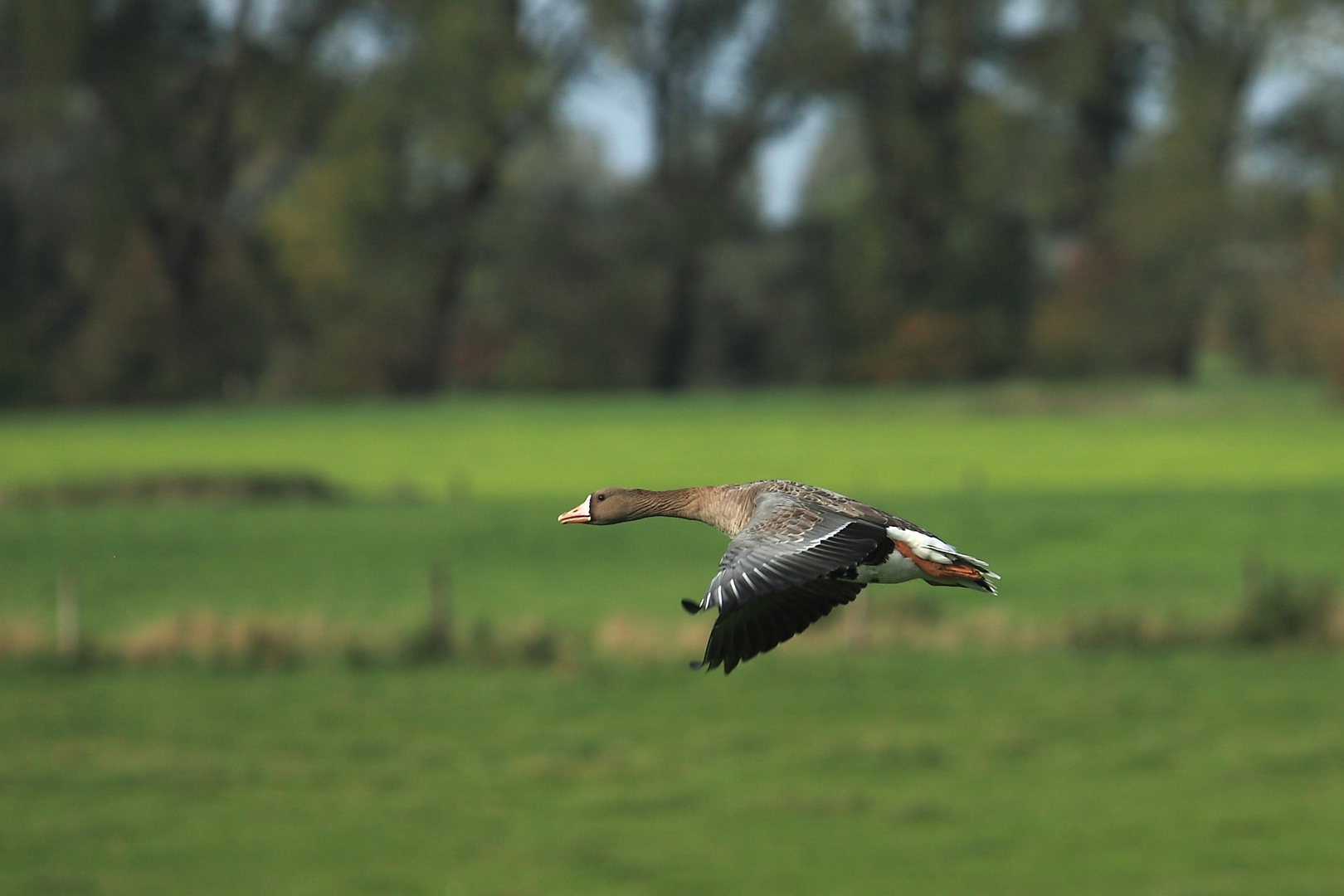 Blässgans am Niederrhein