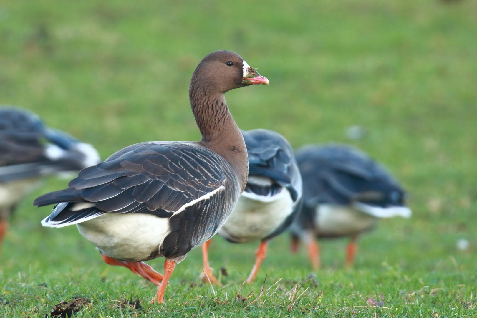 Blässgans auf Nahrungssuche