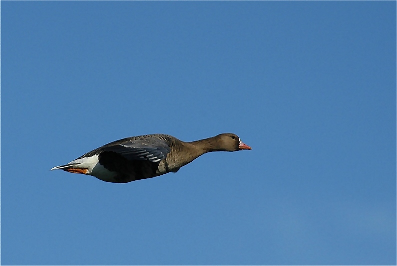 Blässgans bei Bislich/Niederrhein