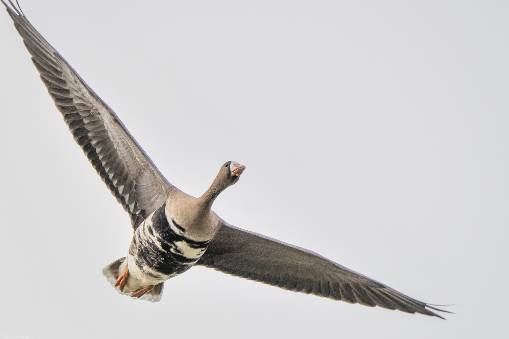 Blässgans im Flug