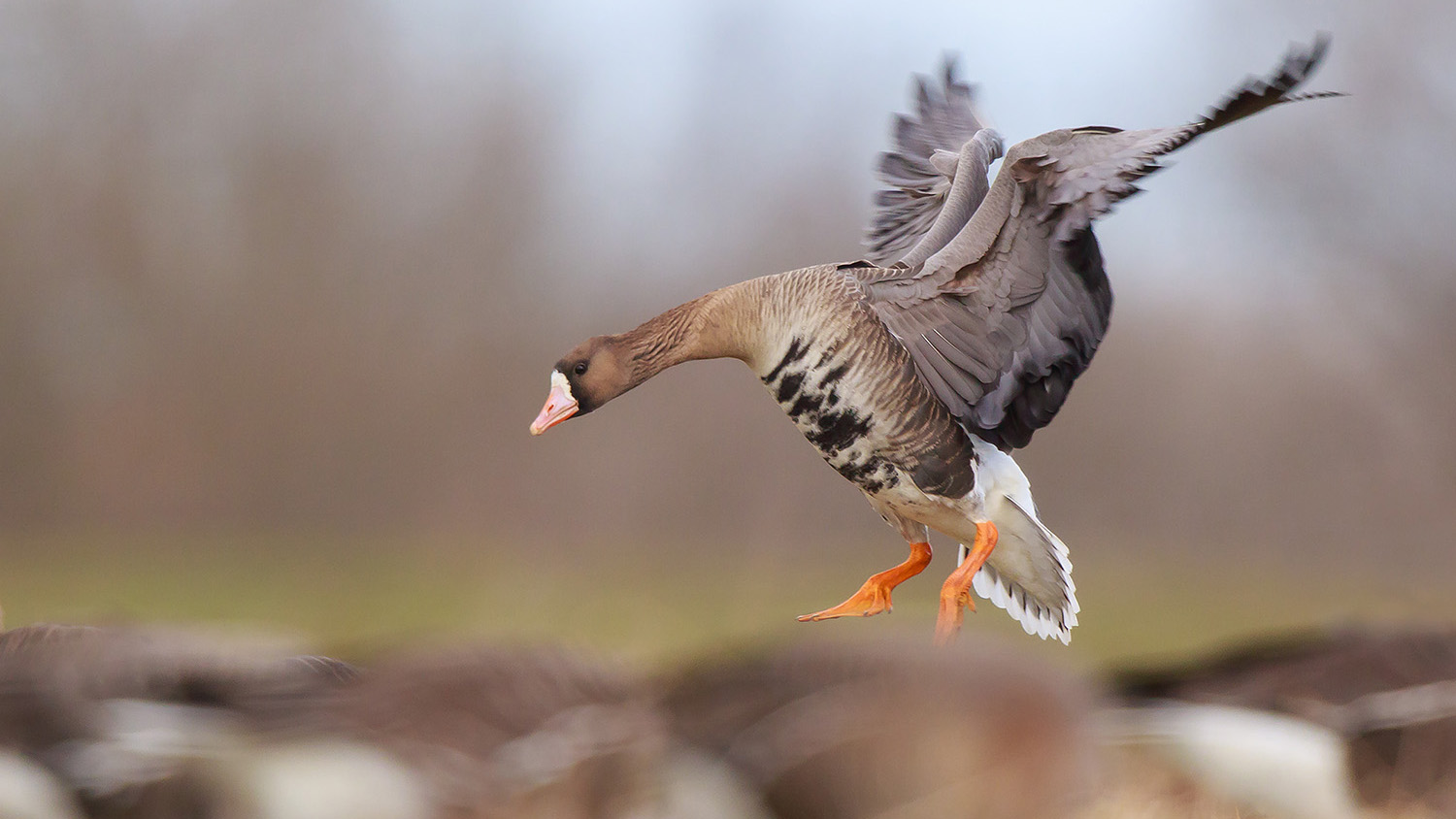 Blaessgans im Landeanflug _O8A0575 HGlader