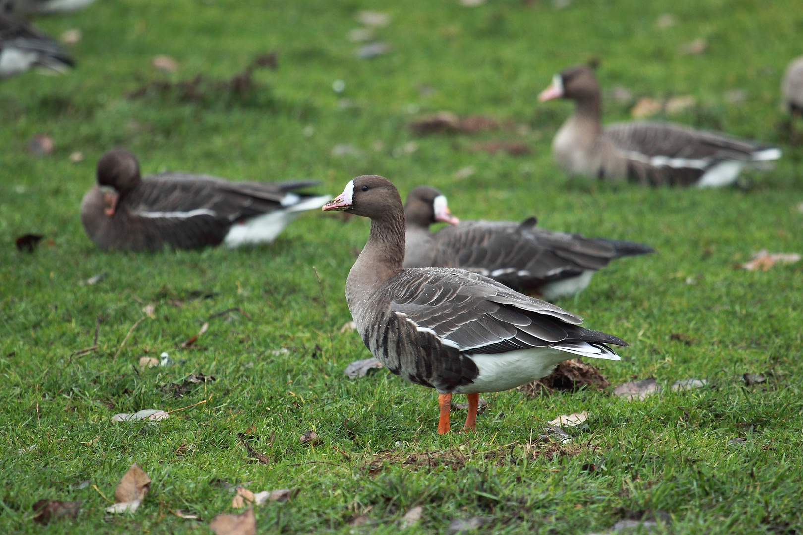 Blässgans im Regen