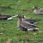 Blässgans im Regen