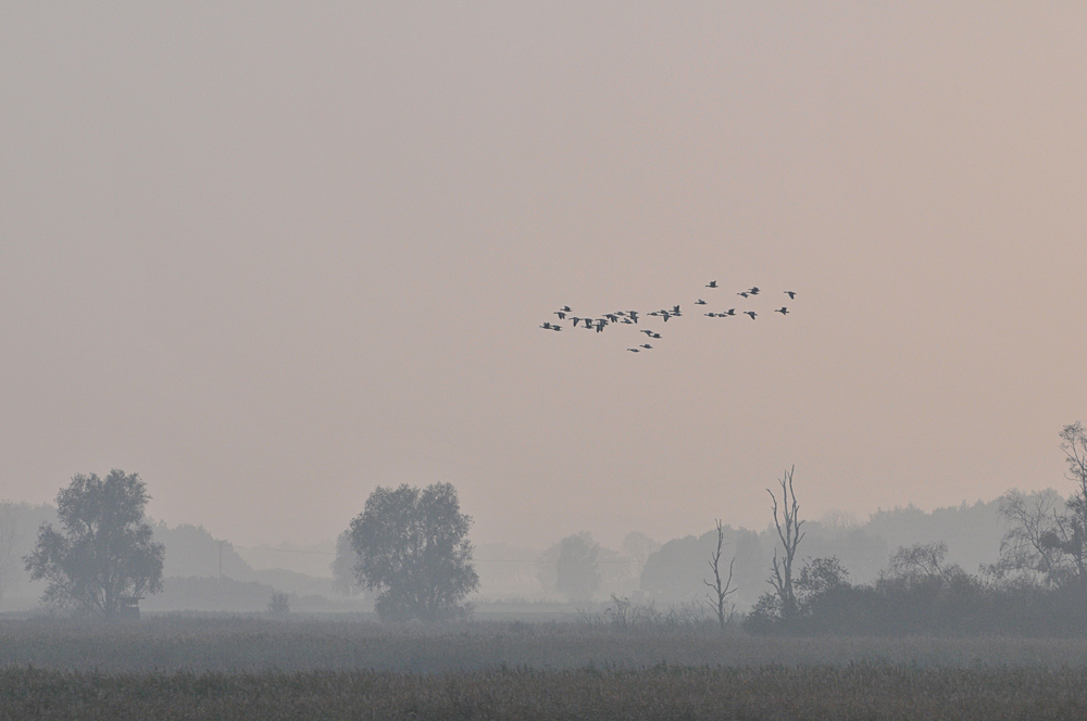 Blässgans – Nebelflug