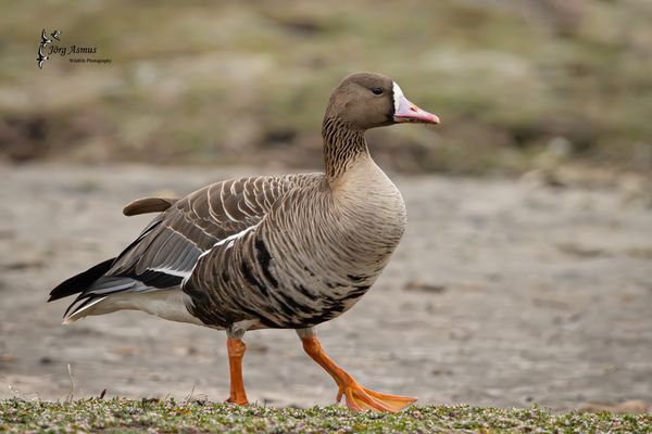 Blässgans // Öland