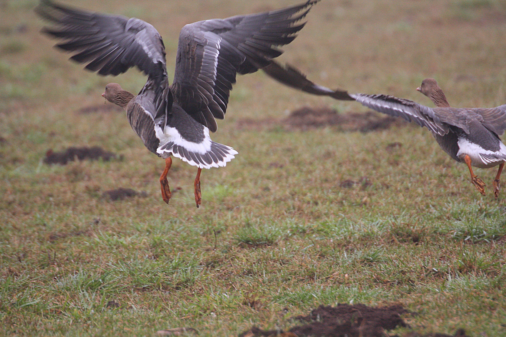 Blässgans- Take off..!!