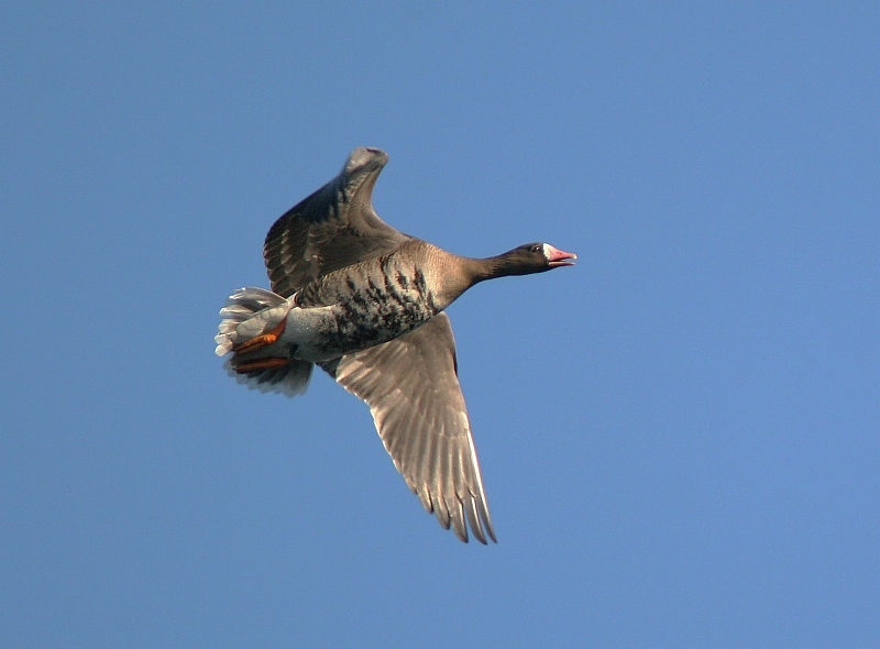 Bläßgans-wildlife