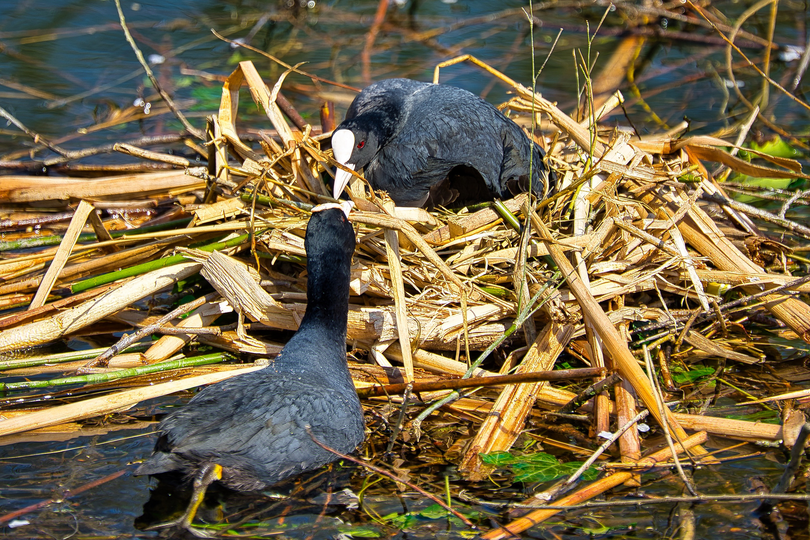 Blässhühner bei der Nest Pflege