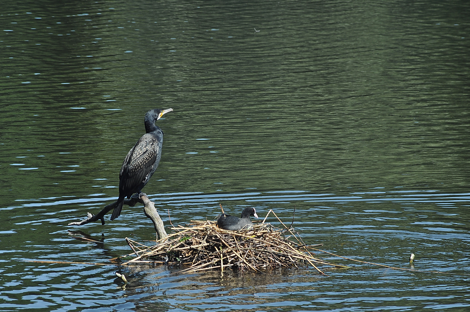 Blässhühner beim Nestbau und Kormoran