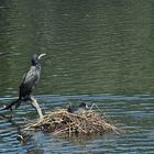 Blässhühner beim Nestbau und Kormoran