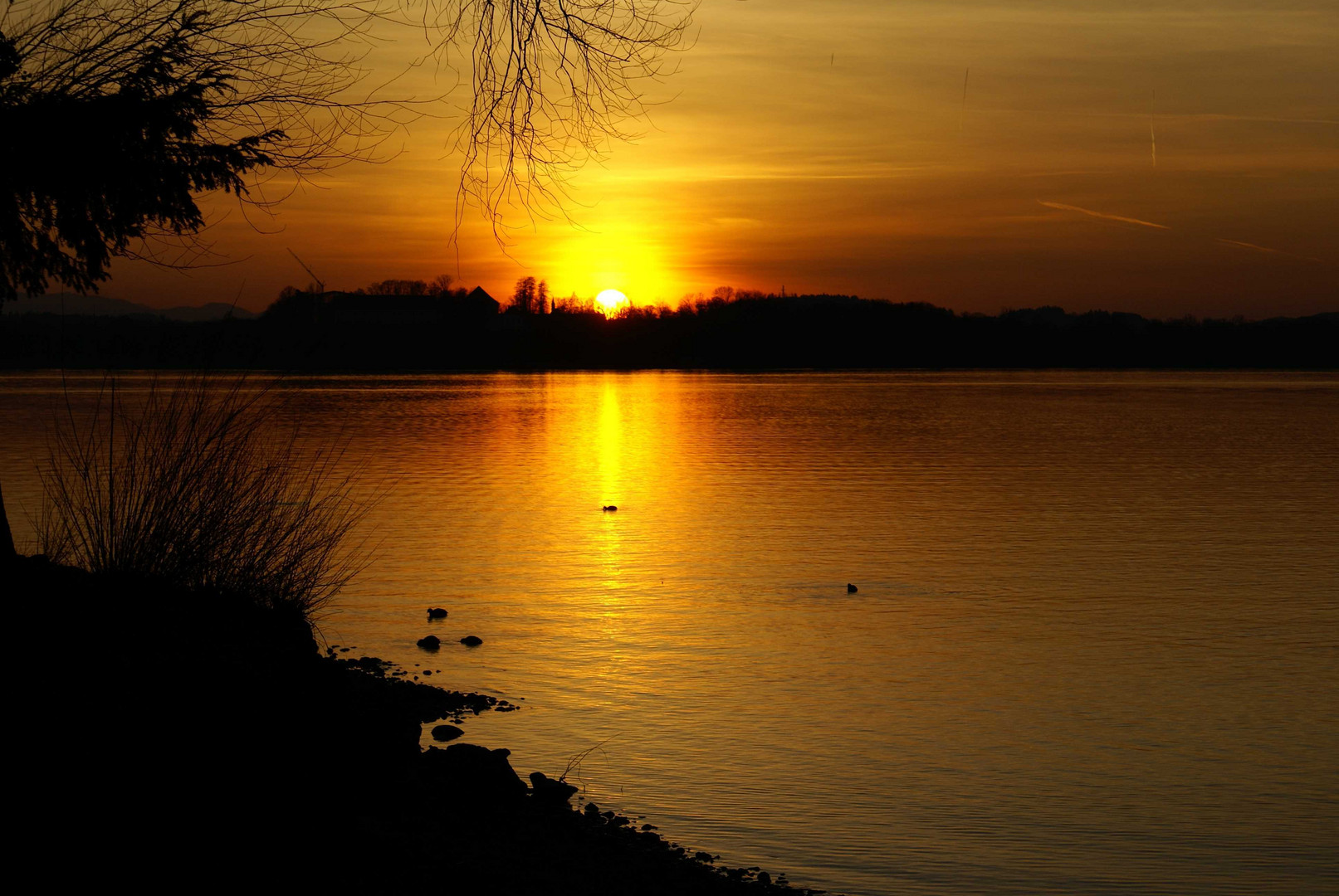 Blässhühner beim Sonnenuntergang