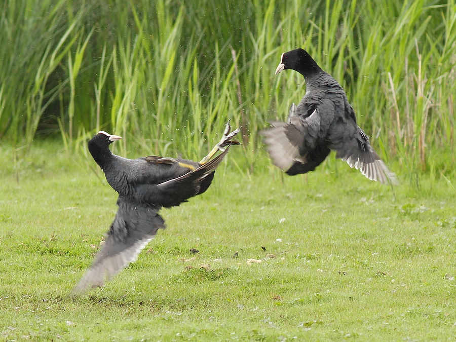 Blässhühner Free-Fight 2