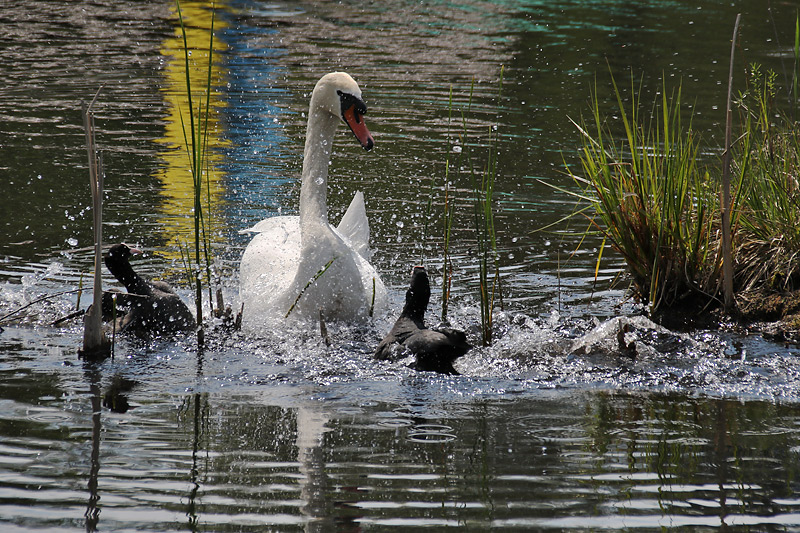 Blässhühner greifen Höckerschwan an...