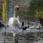 Blässhühner greifen Höckerschwan an...