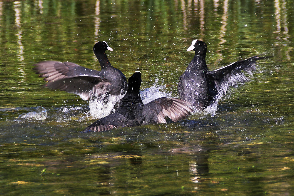 Blässhühner im Dreikampf