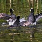 Blässhühner im Dreikampf