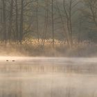 Blässhühner im ersten Licht