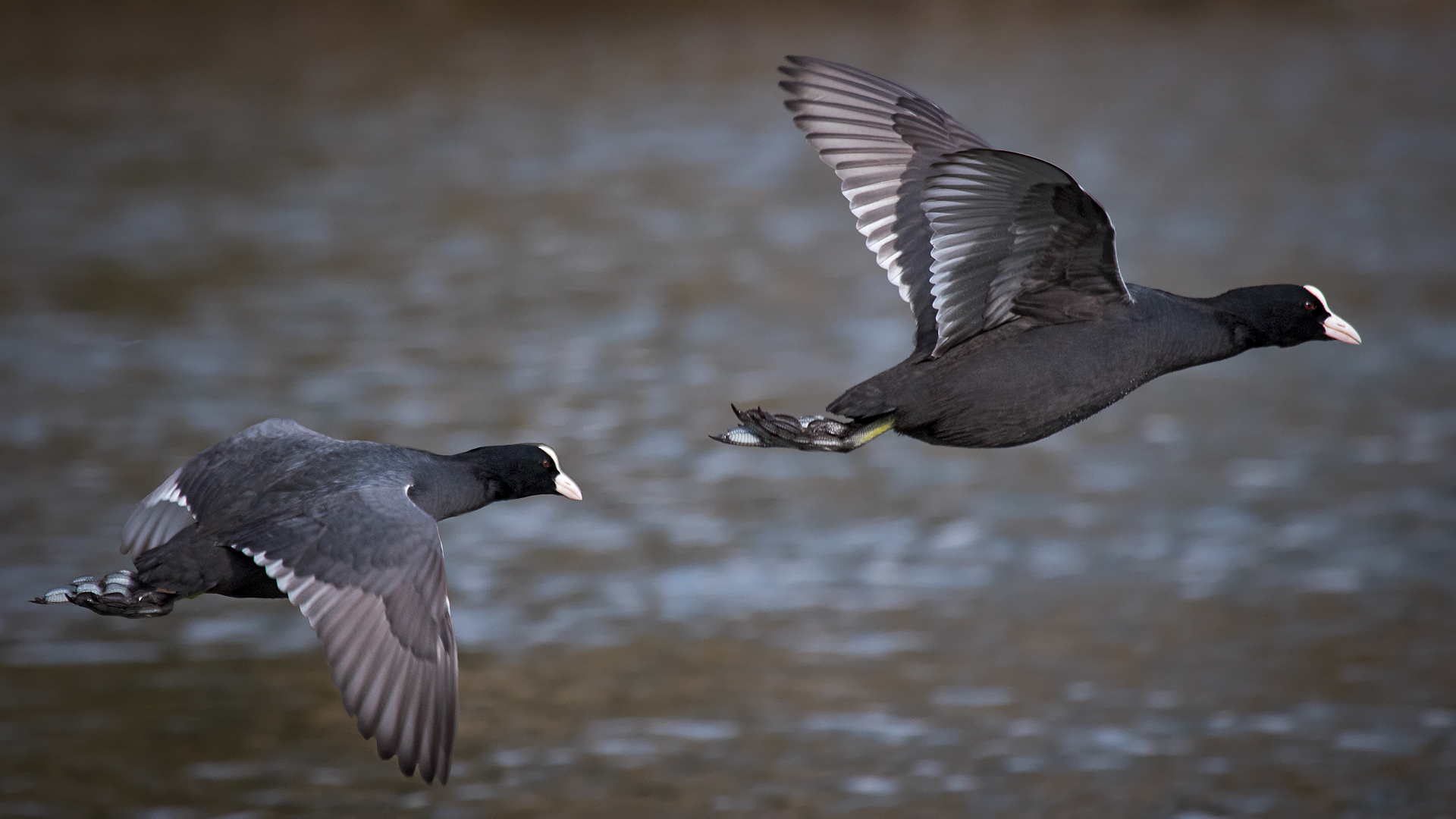 Blässhühner im Flug