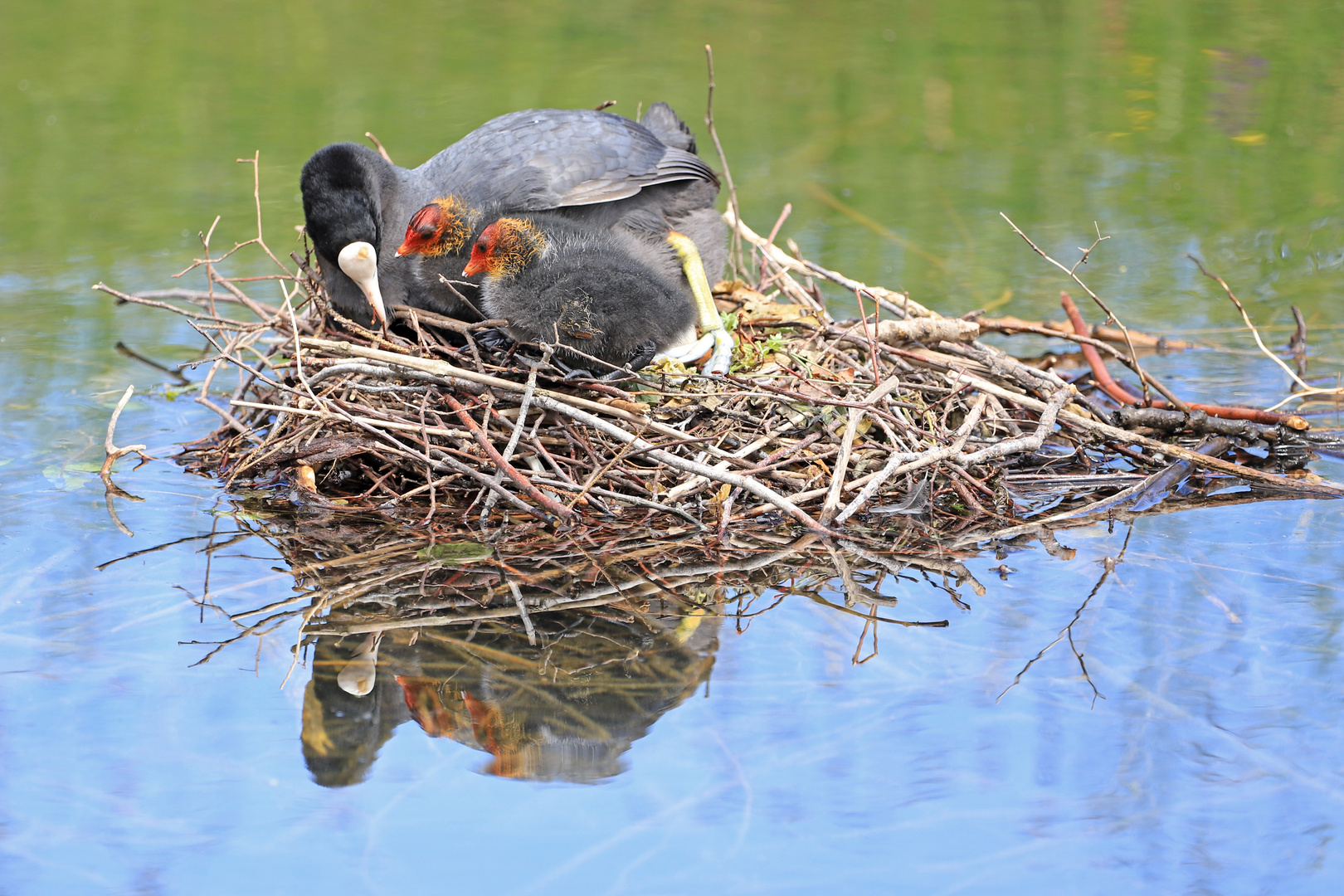 Blässhühner im Nest