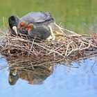 Blässhühner im Nest