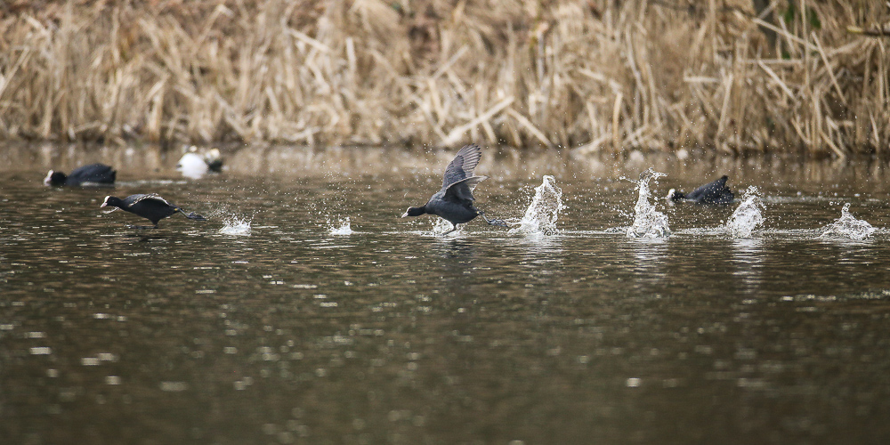 Blässhühner in Action