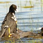 Blässhühner kämpfen um das Weibchen