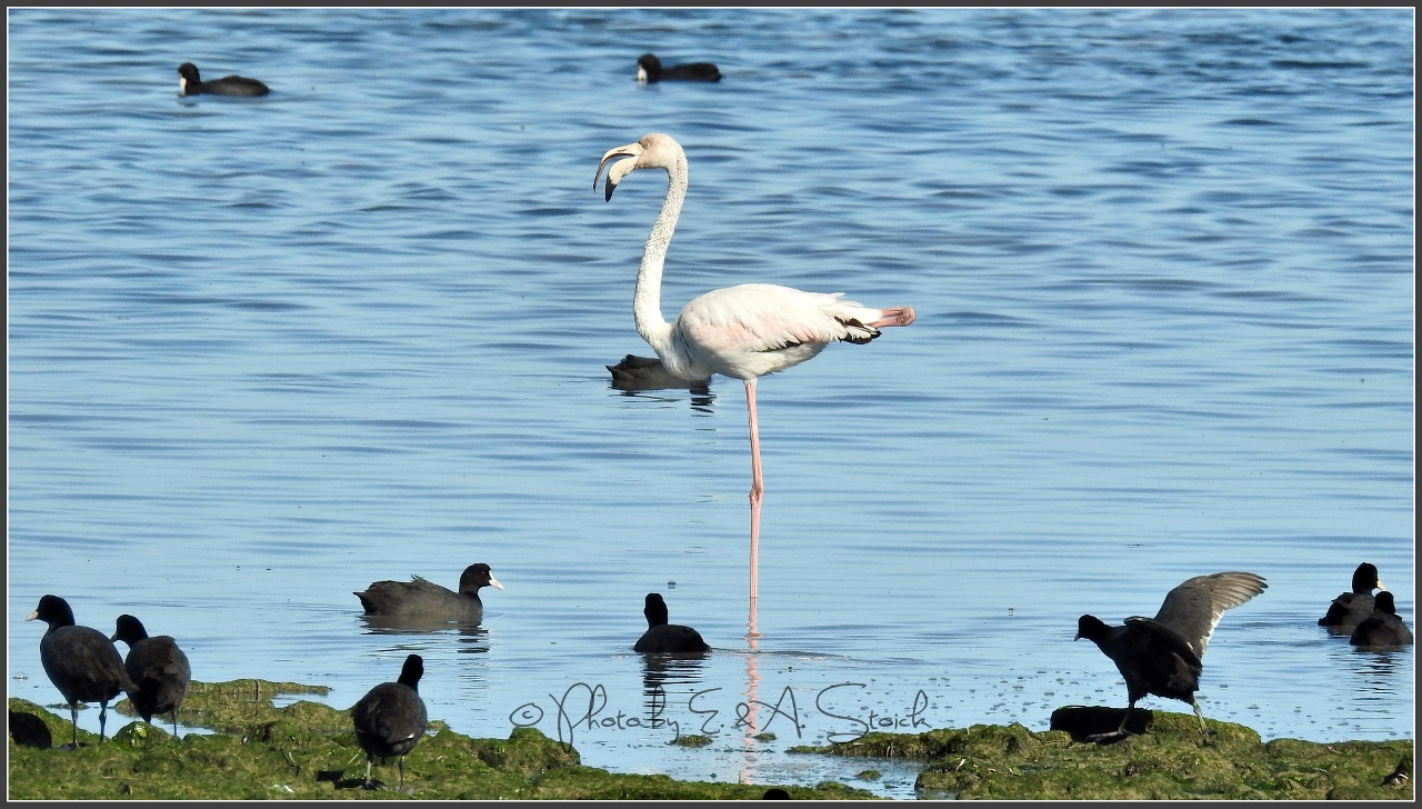 Blässhühner und Flamingo auf Djerba