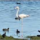 Blässhühner und Flamingo auf Djerba