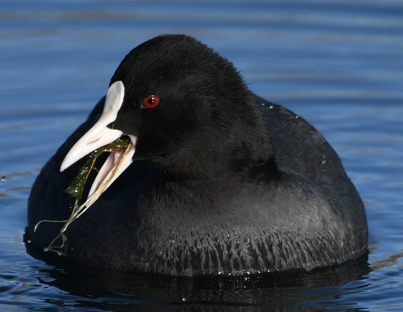 Blässhuhn Foto & Bild natur Bilder auf