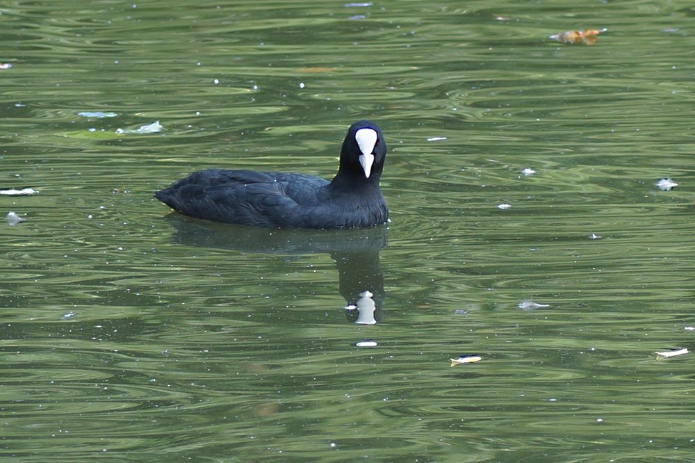 Bläßhuhn