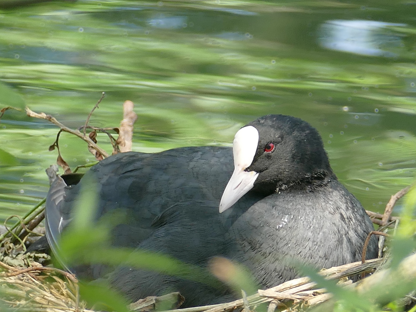 Blässhuhn