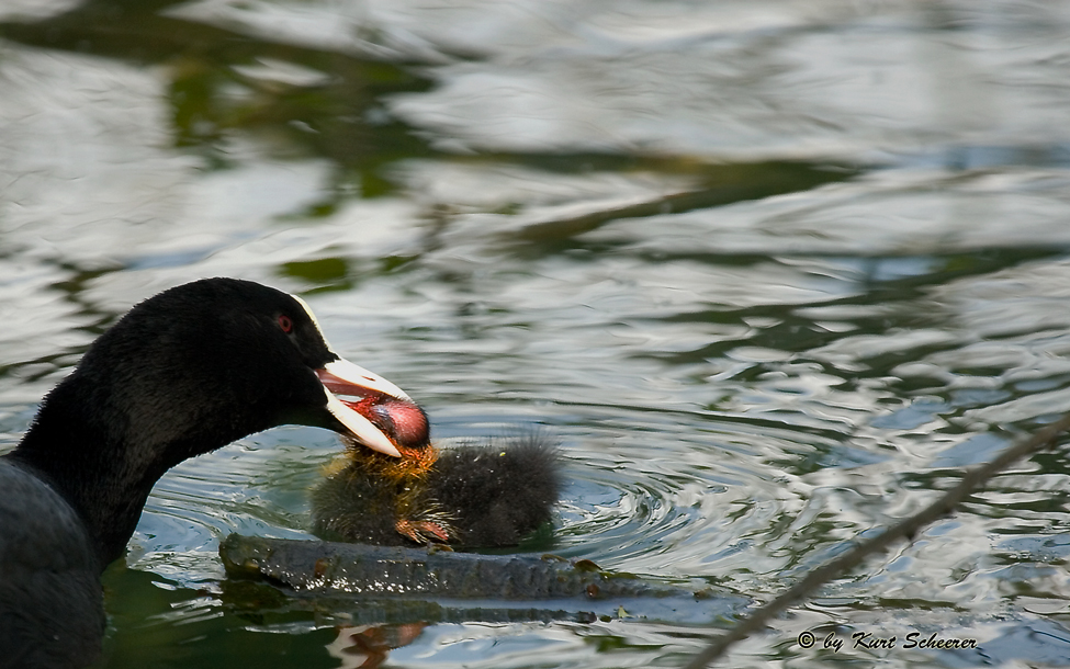 Bläßhuhn