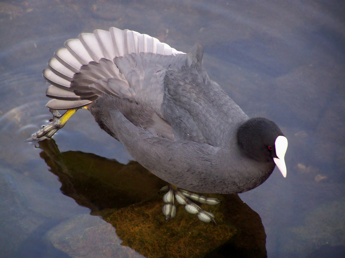 Bläßhuhn