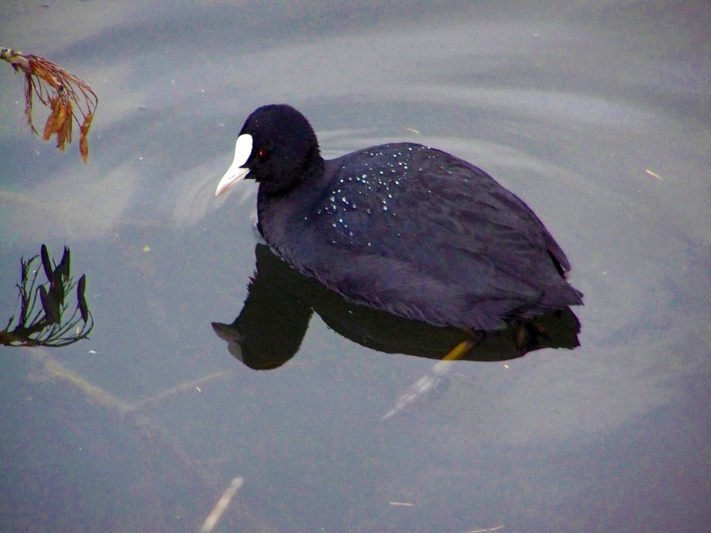 Bläßhuhn